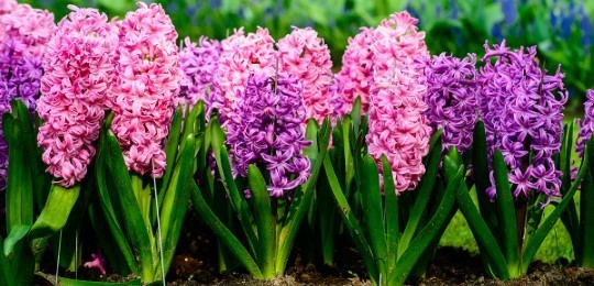 Spring Flowers purple and pink hyacinth